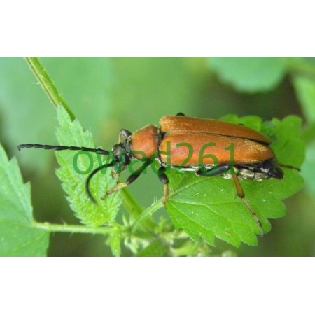Stictoleptura rubra (Linnaeus, 1758) female Zmrosznik czerwony
